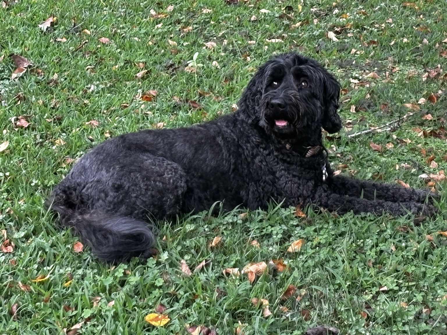 Black doodle relaxing outside