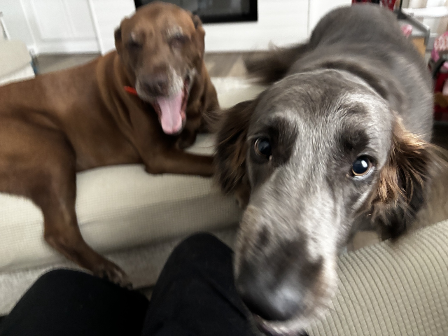Playful dog enjoying time at home