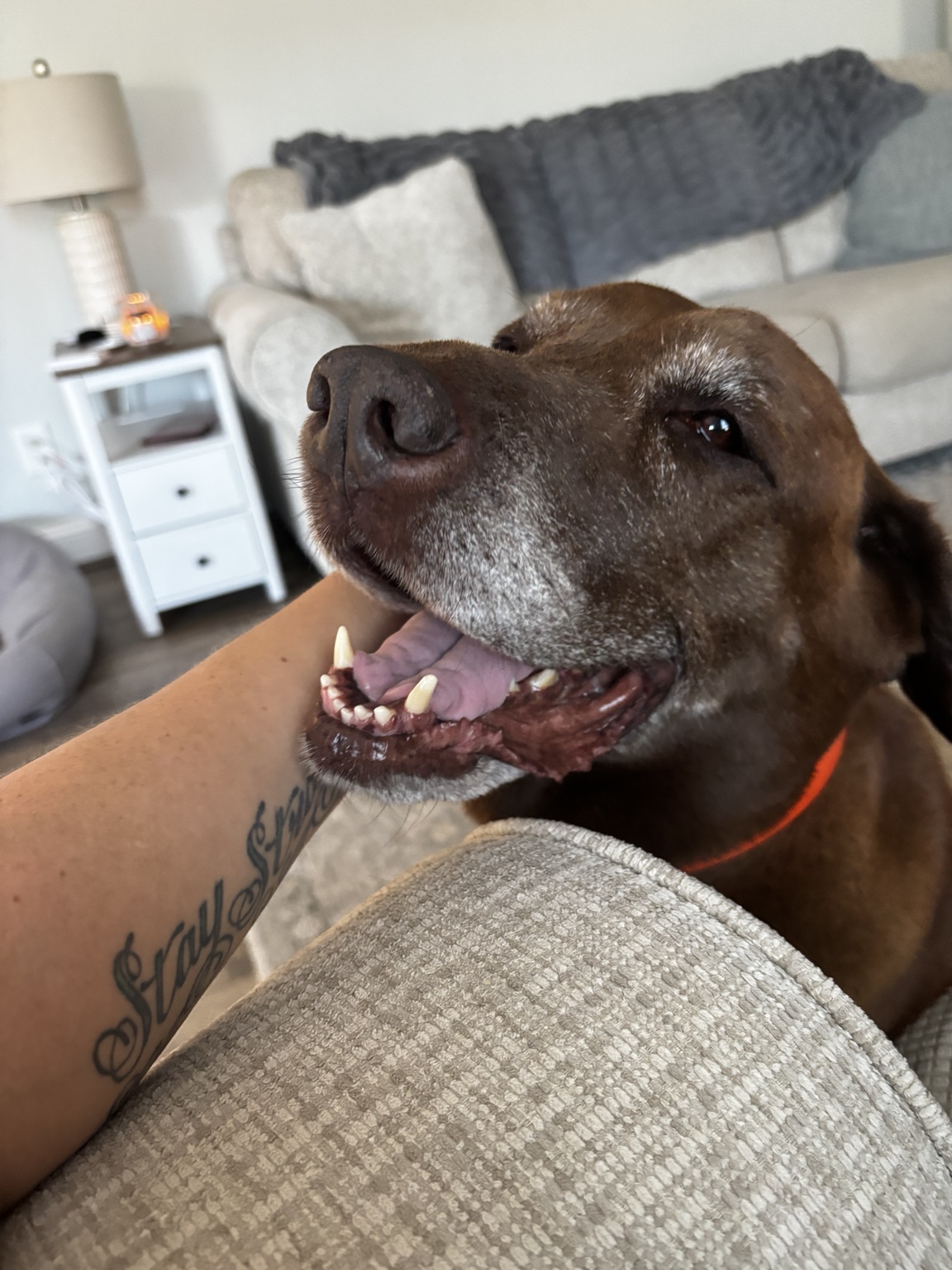 Dog and companion relaxing together on a couch