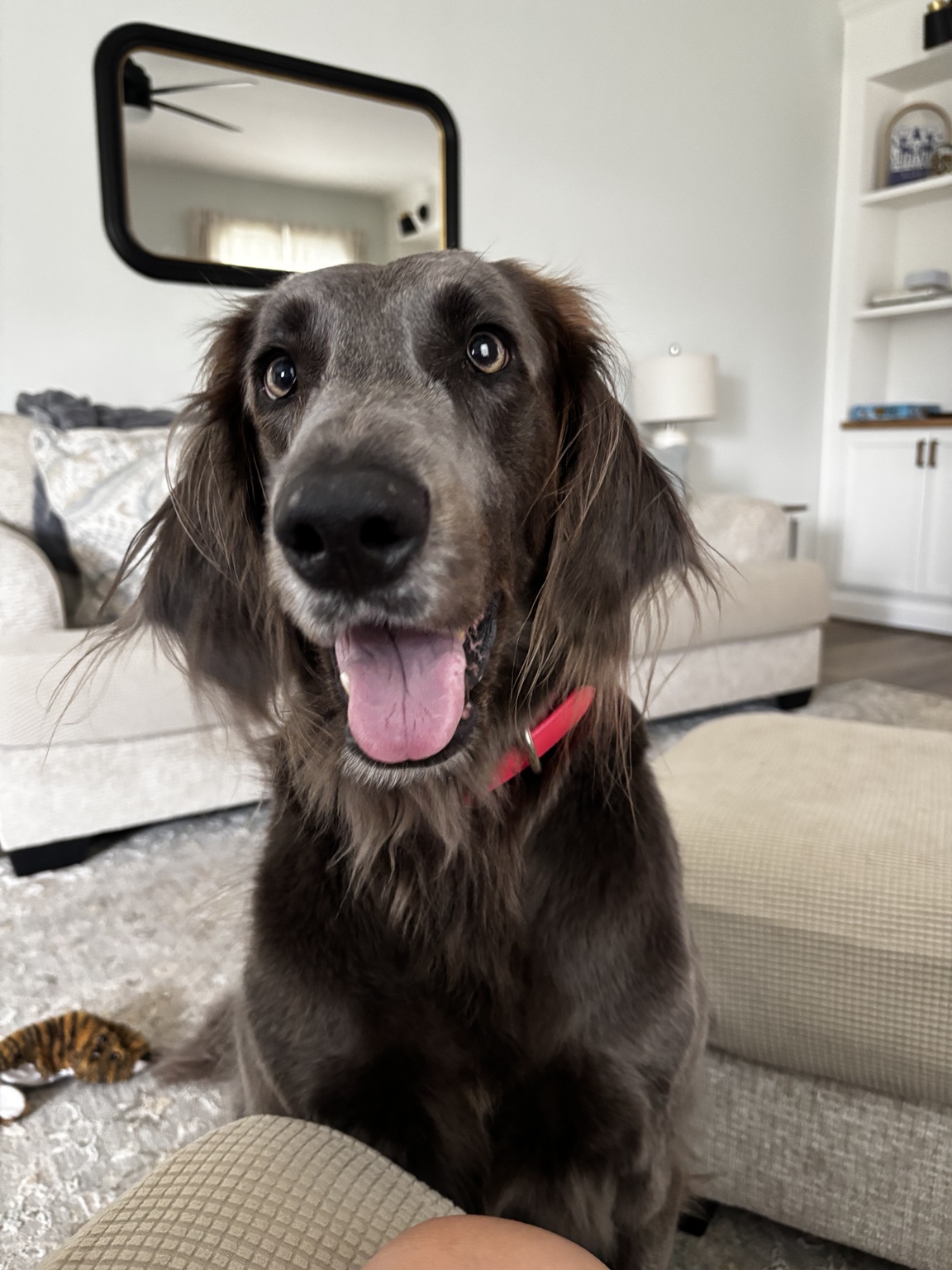 Dog enjoying a peaceful stay at home