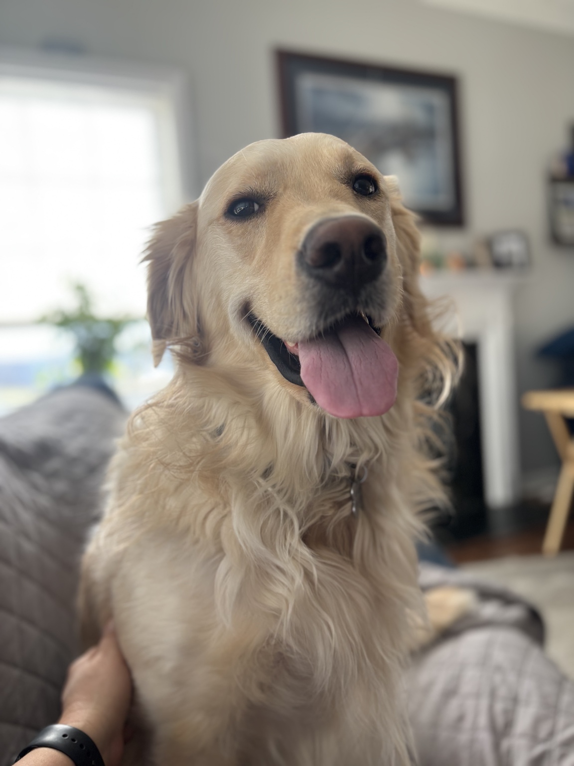 Dog relaxing in their own home