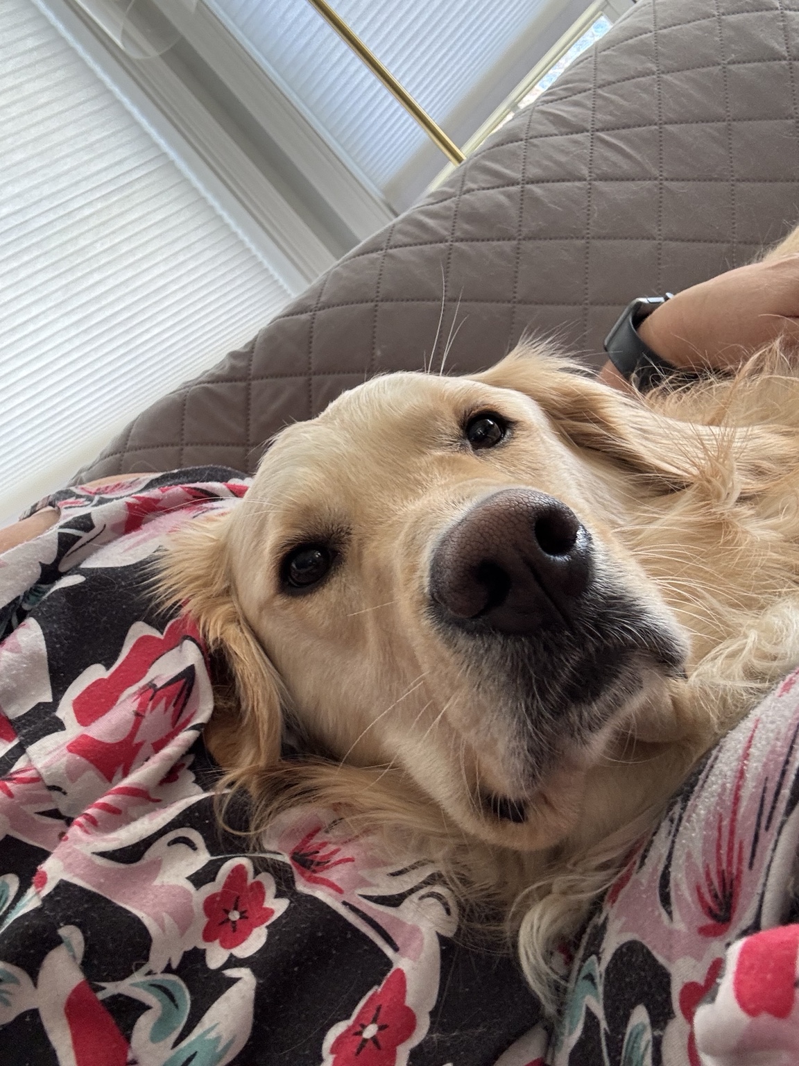 Dog resting comfortably indoors