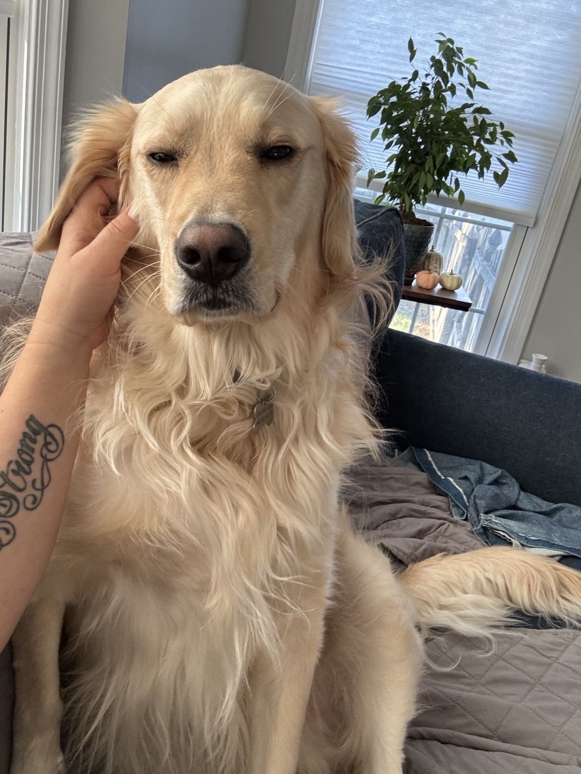 Dog relaxing comfortably at home