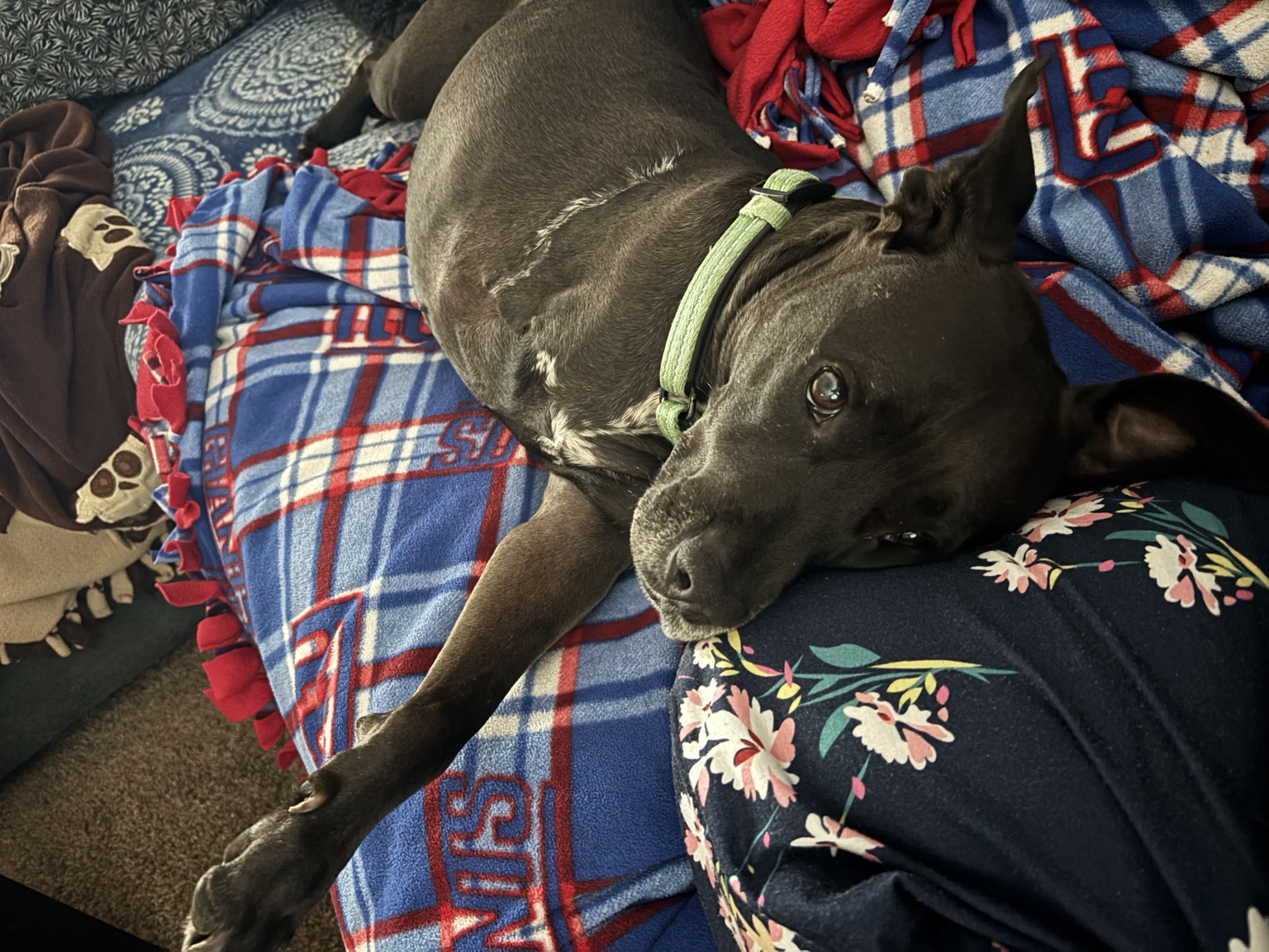 Dog resting comfortably indoors