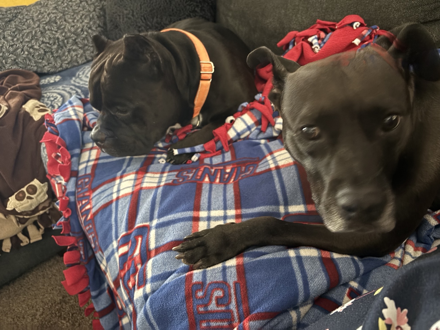 Two dogs resting together on a blanket