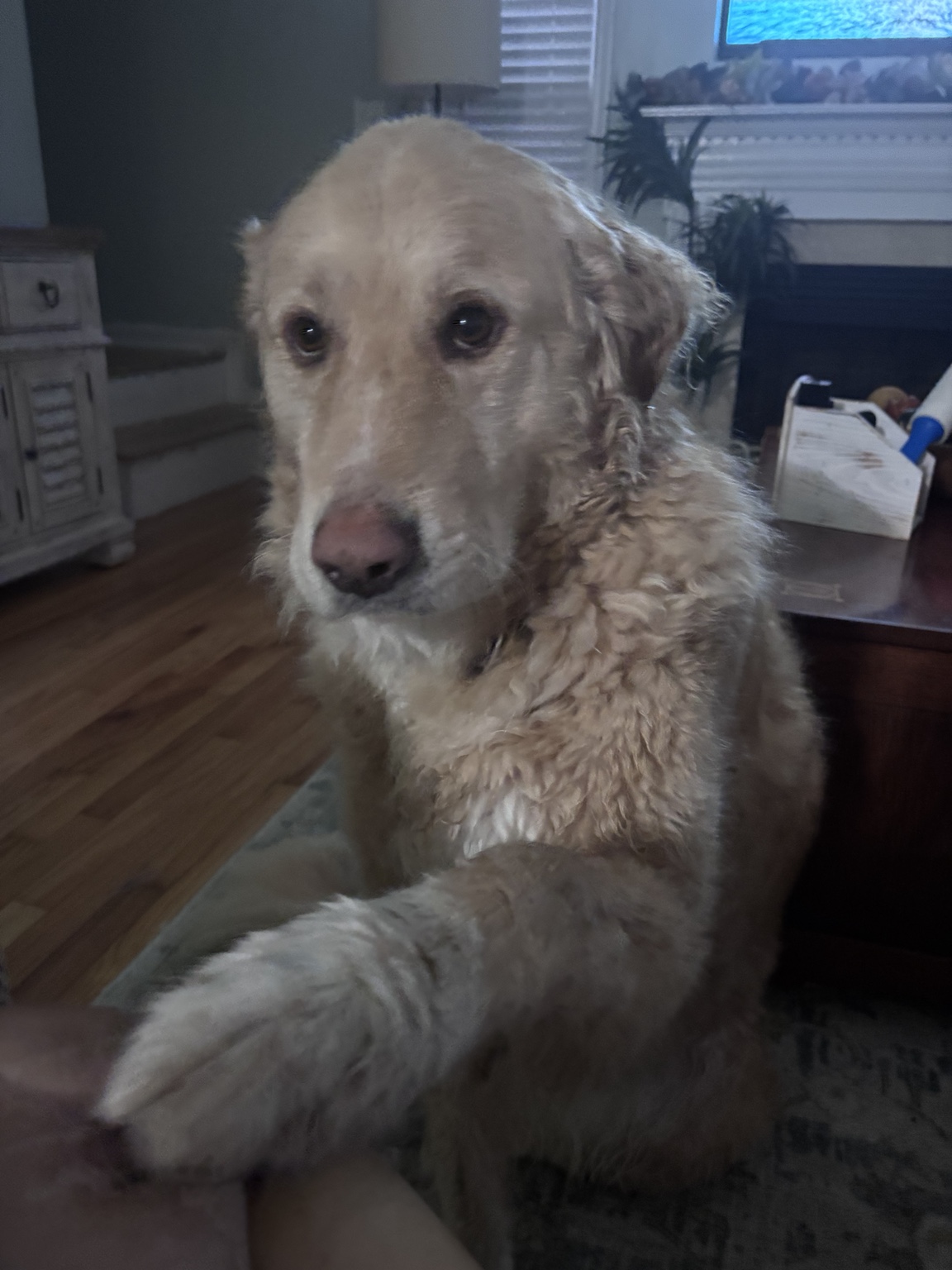 Dog relaxing during an overnight stay