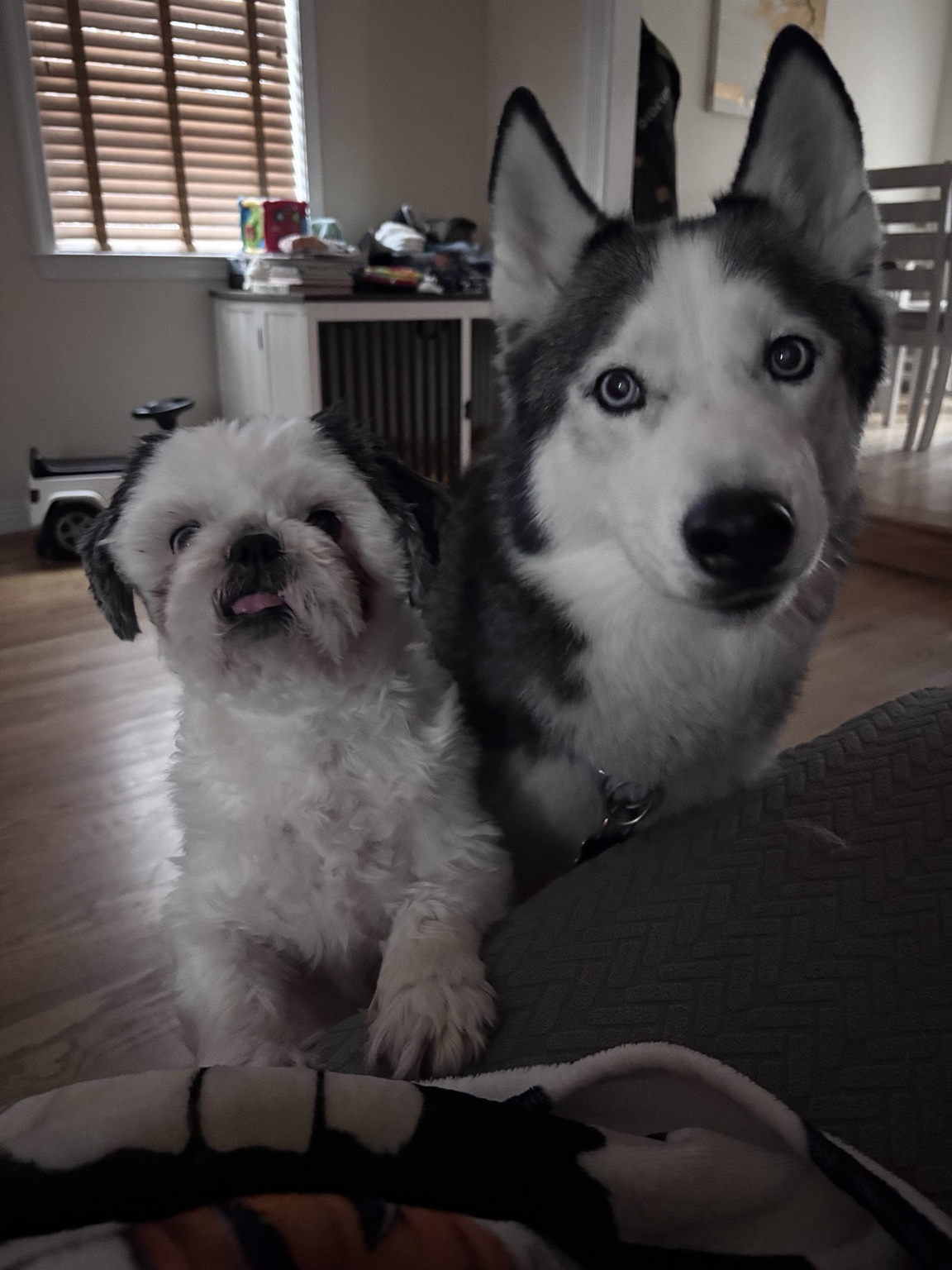 Husky and small companion dog together at home