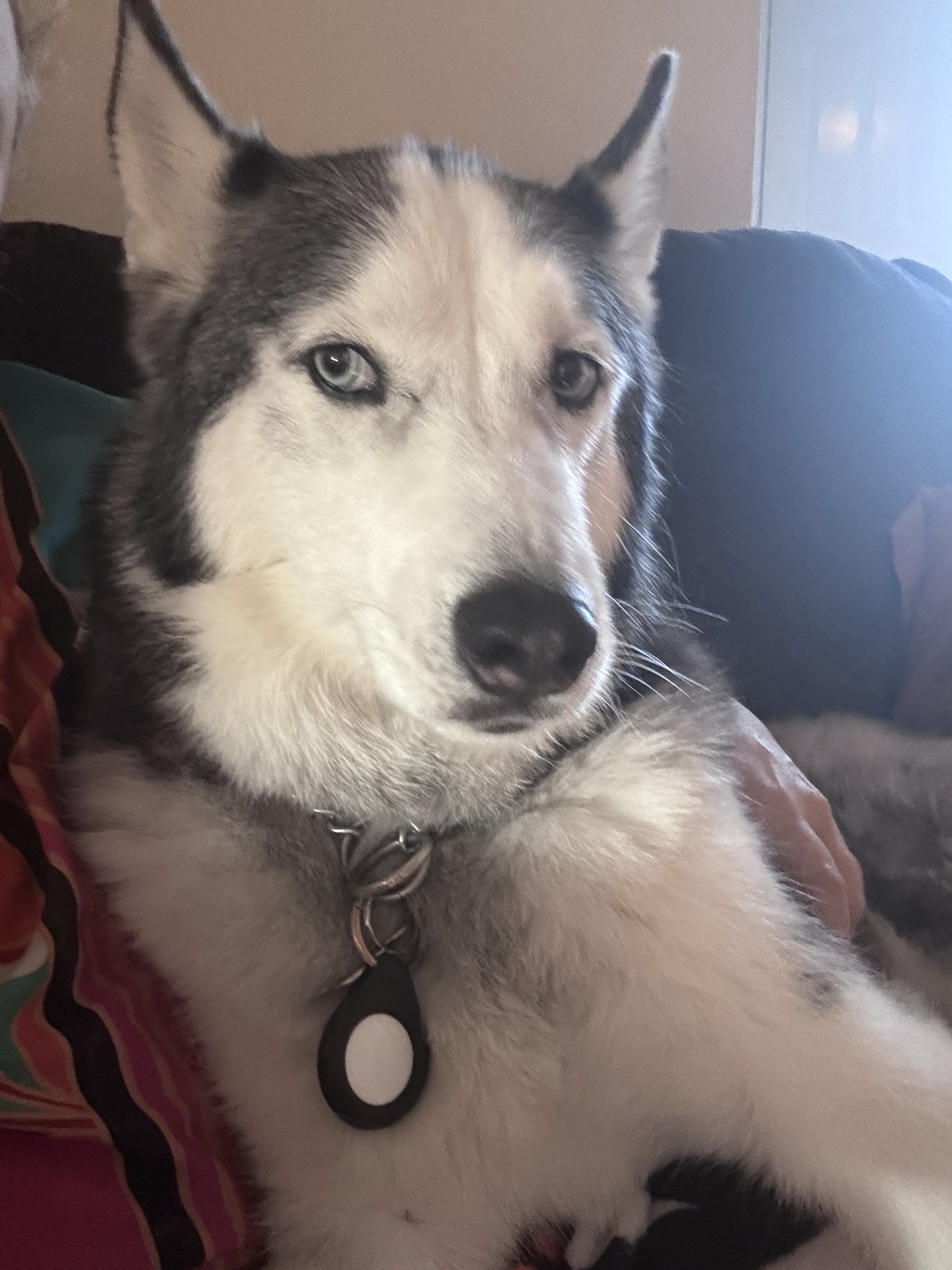 Dog relaxing indoors during an overnight stay