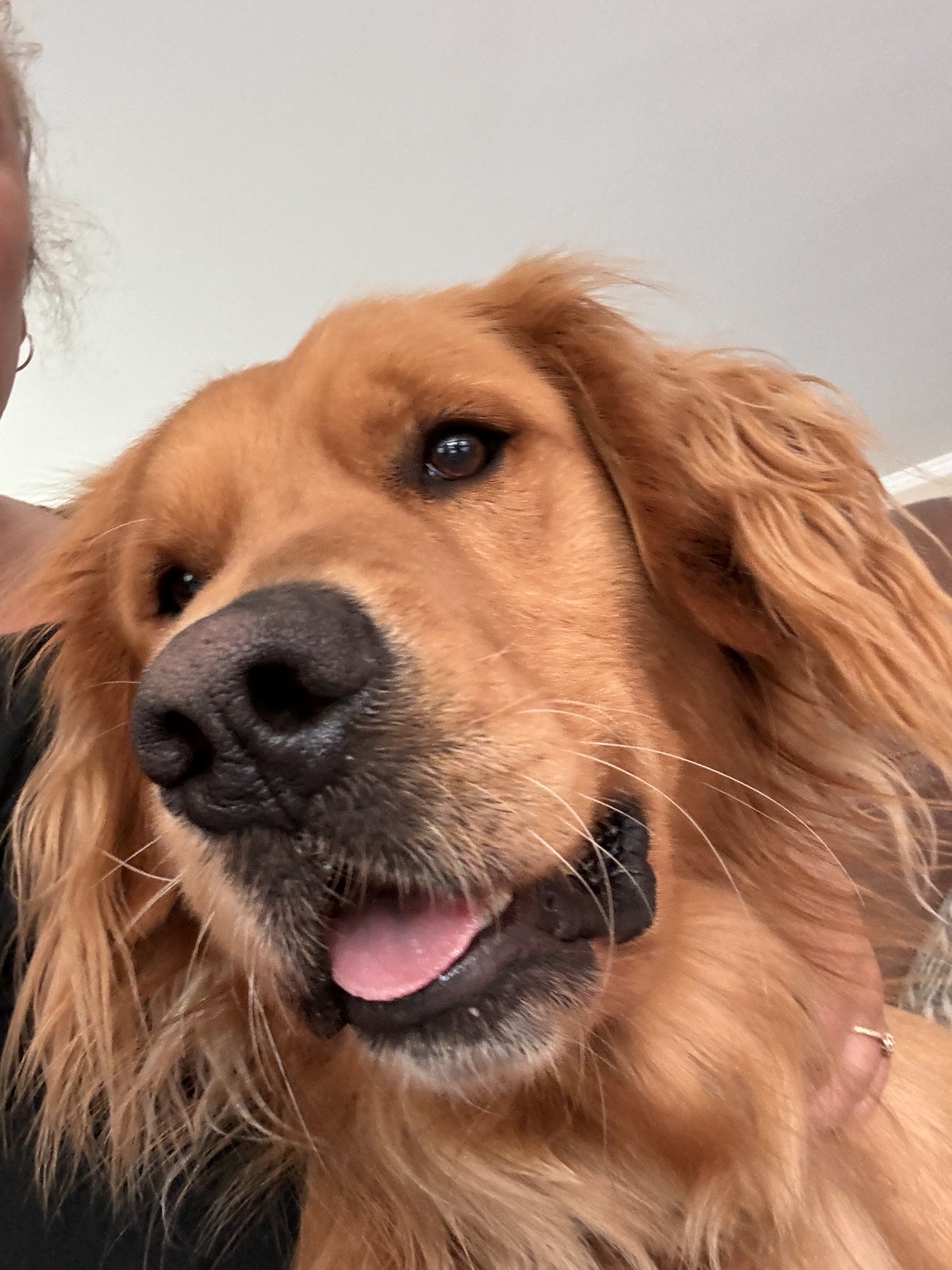 Golden retriever holding a blue and orange ball