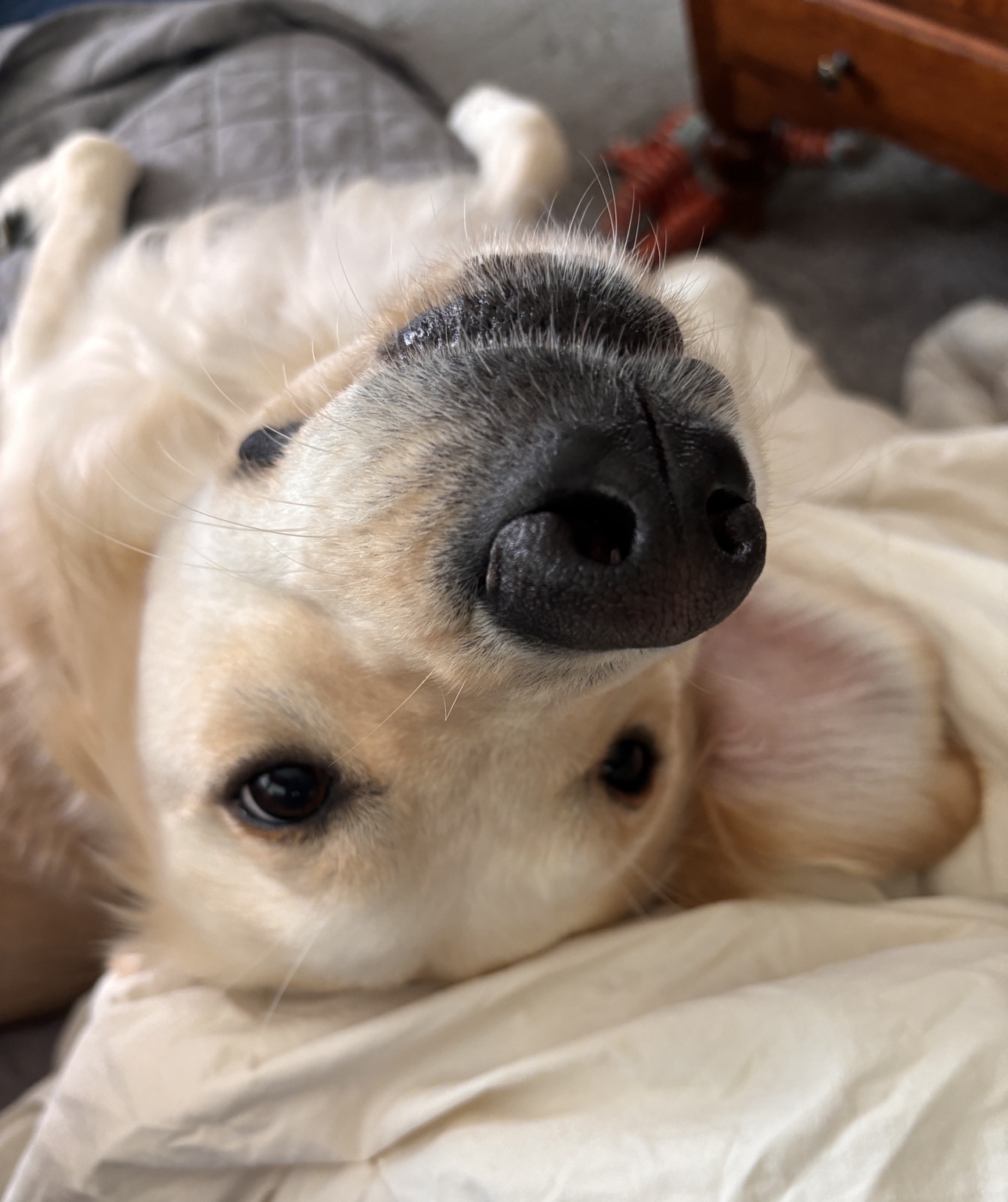 Happy dog portrait at home