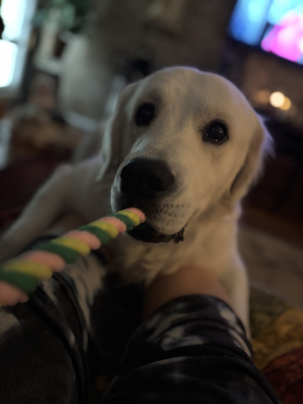 Happy dog resting indoors