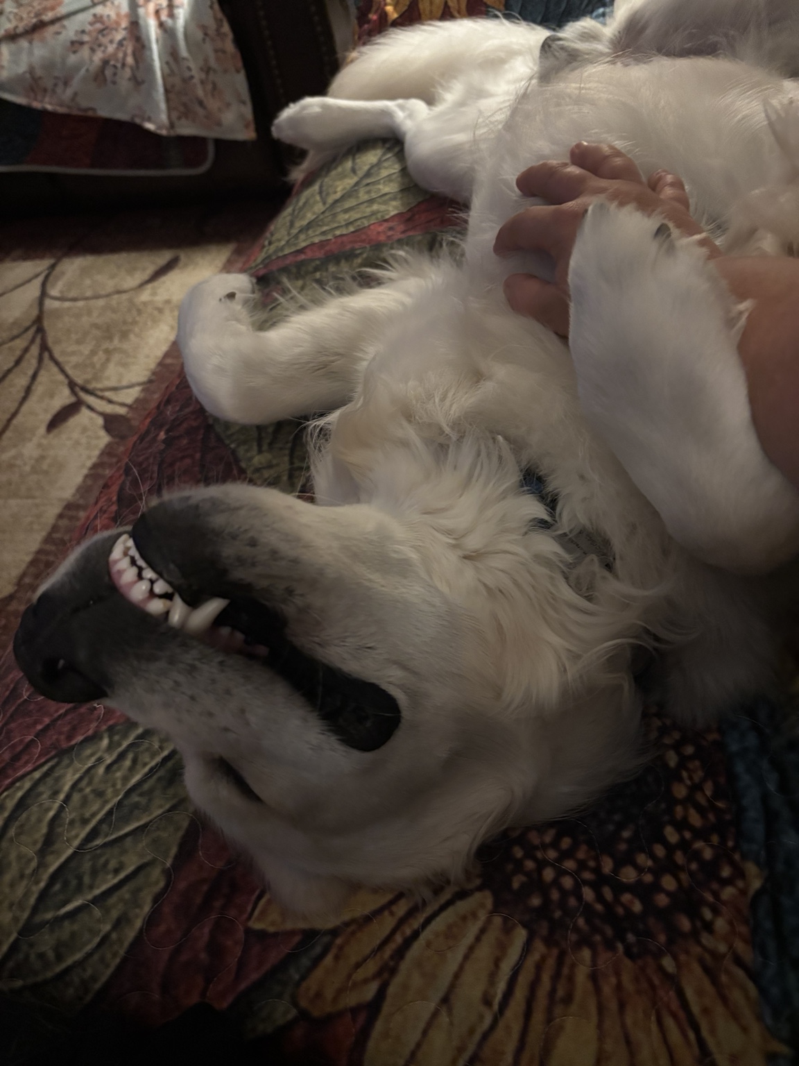 Relaxed dog at home