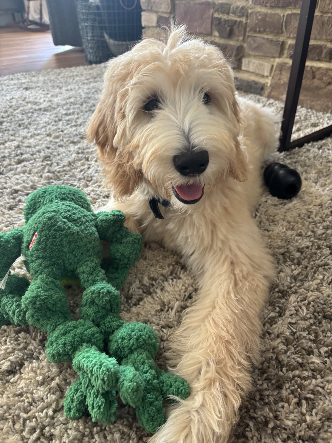 Fluffy dog relaxing with toys