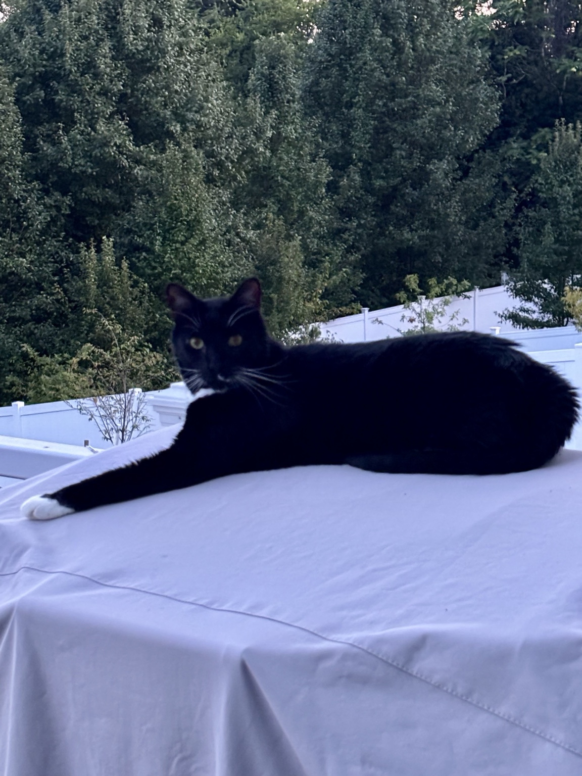 Two cats enjoying sunshine together
