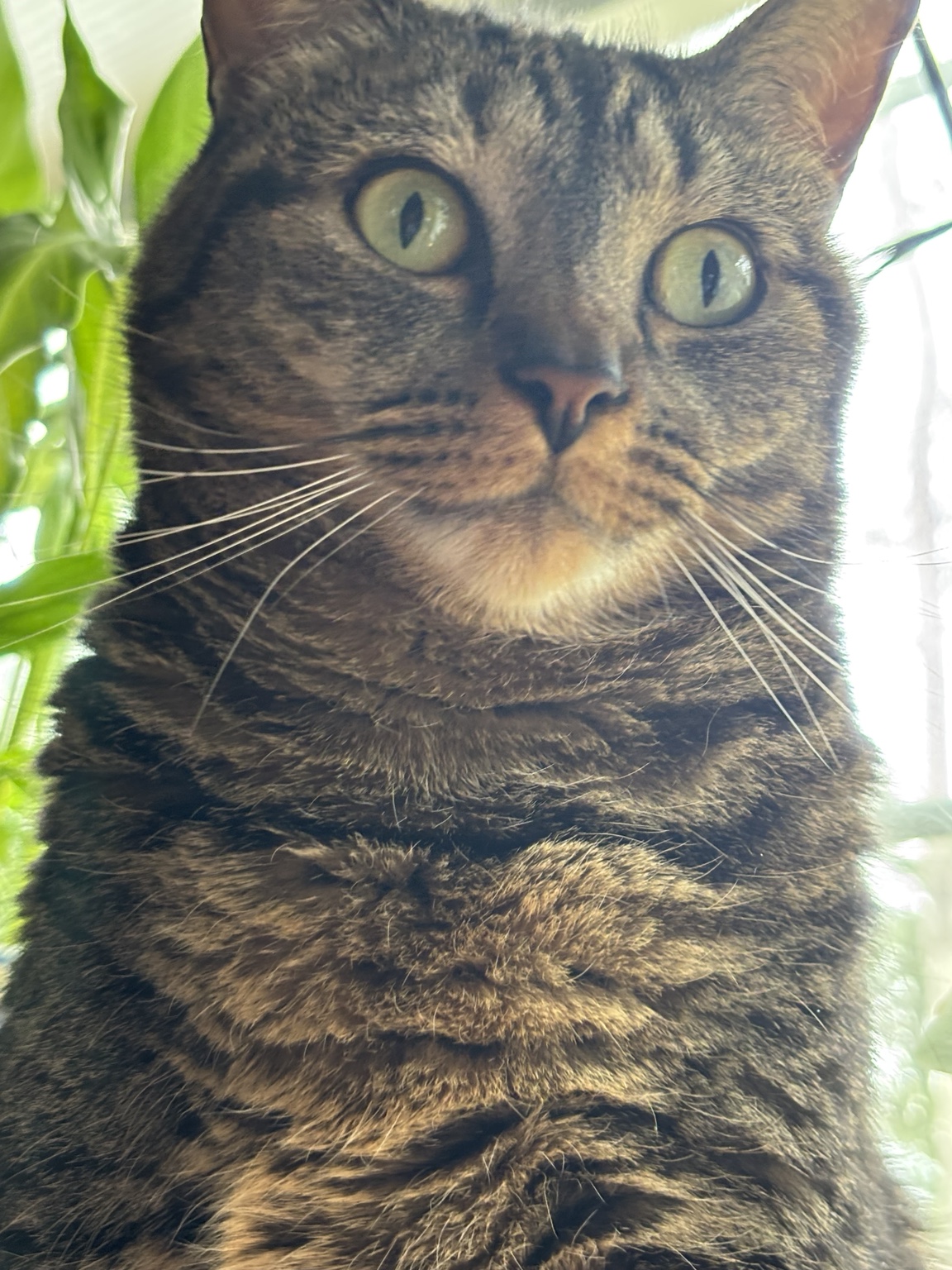 Tabby cat relaxing indoors