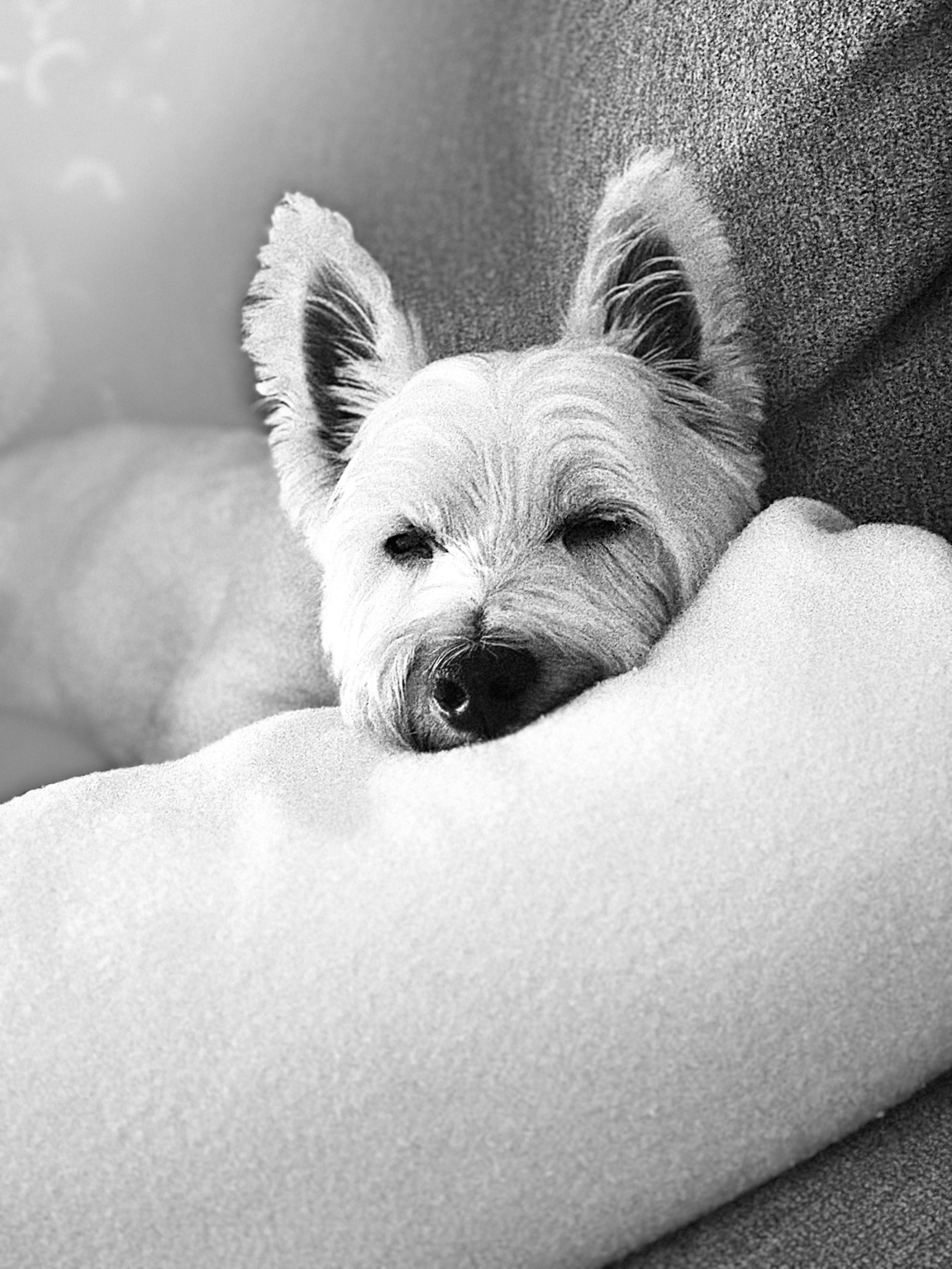 Happy dog relaxing during an in-home stay