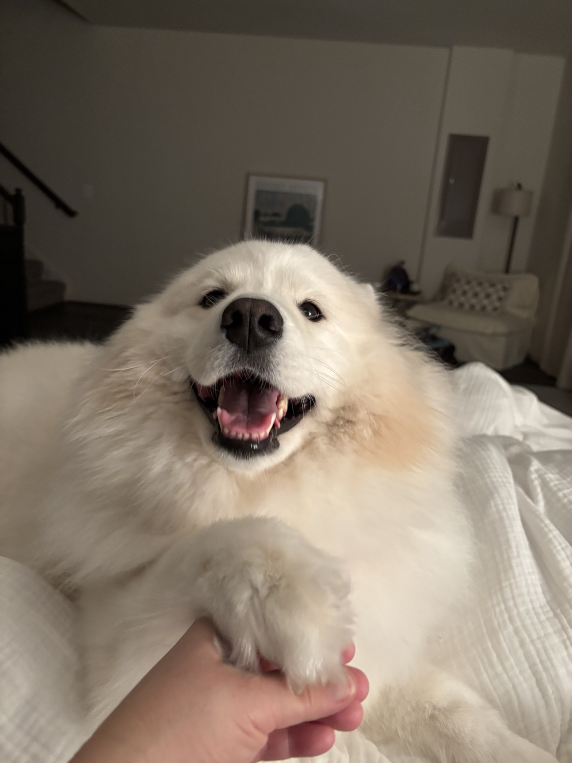 White fluffy dog playing indoors