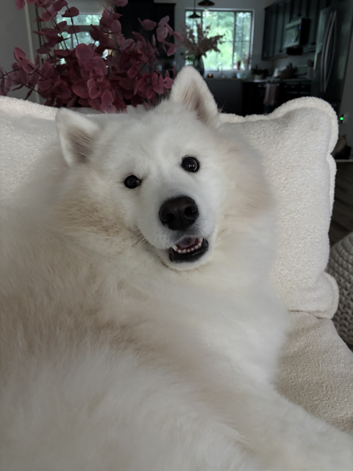White fluffy dog smiling on a sofa