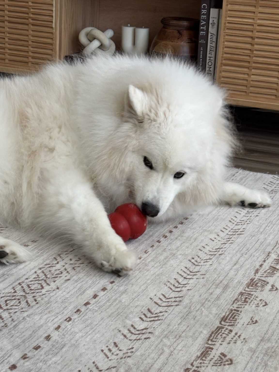 Happy dog at home during pet sitting
