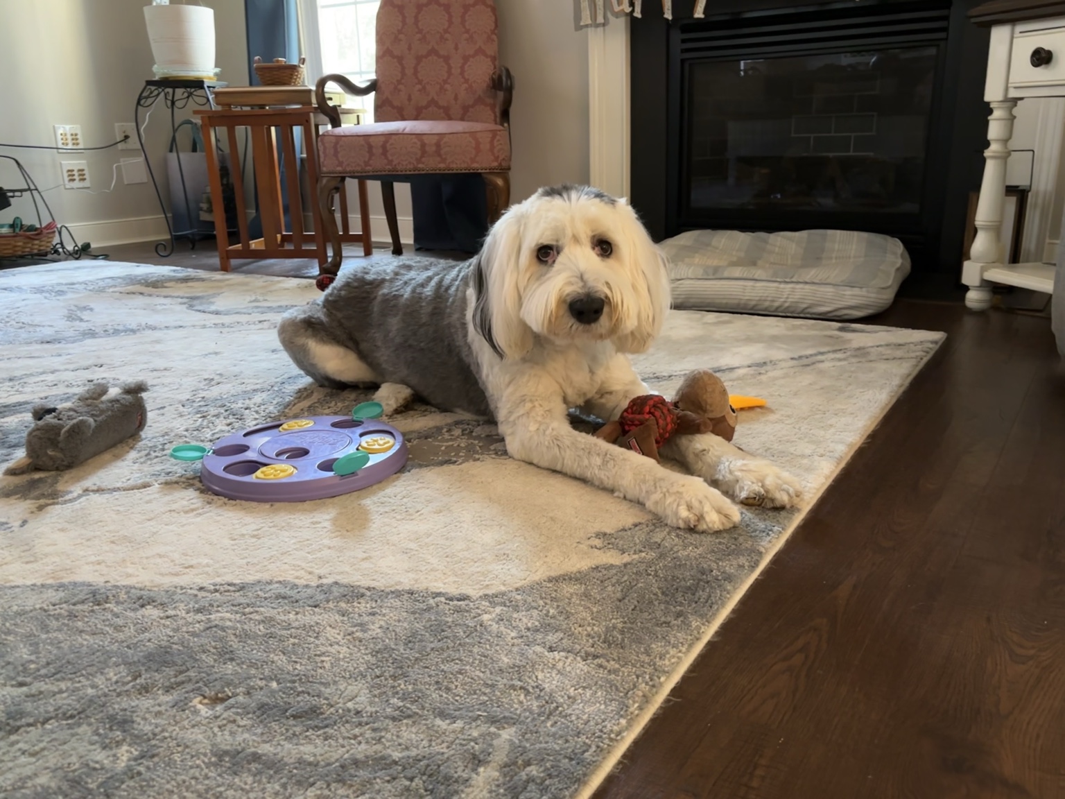 Dog relaxing with a toy