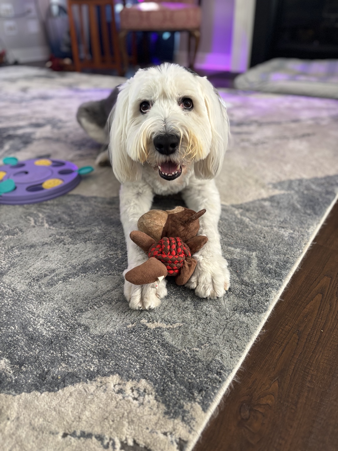 Fluffy dog playing with a toy indoors