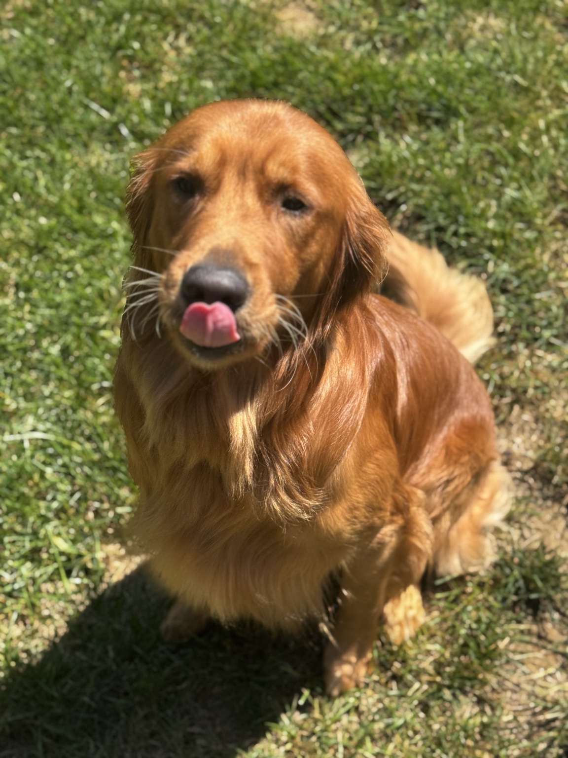 Golden retriever outside with a playful expression