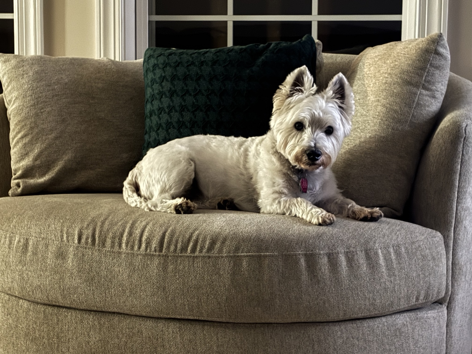 Dog enjoying a cozy couch moment