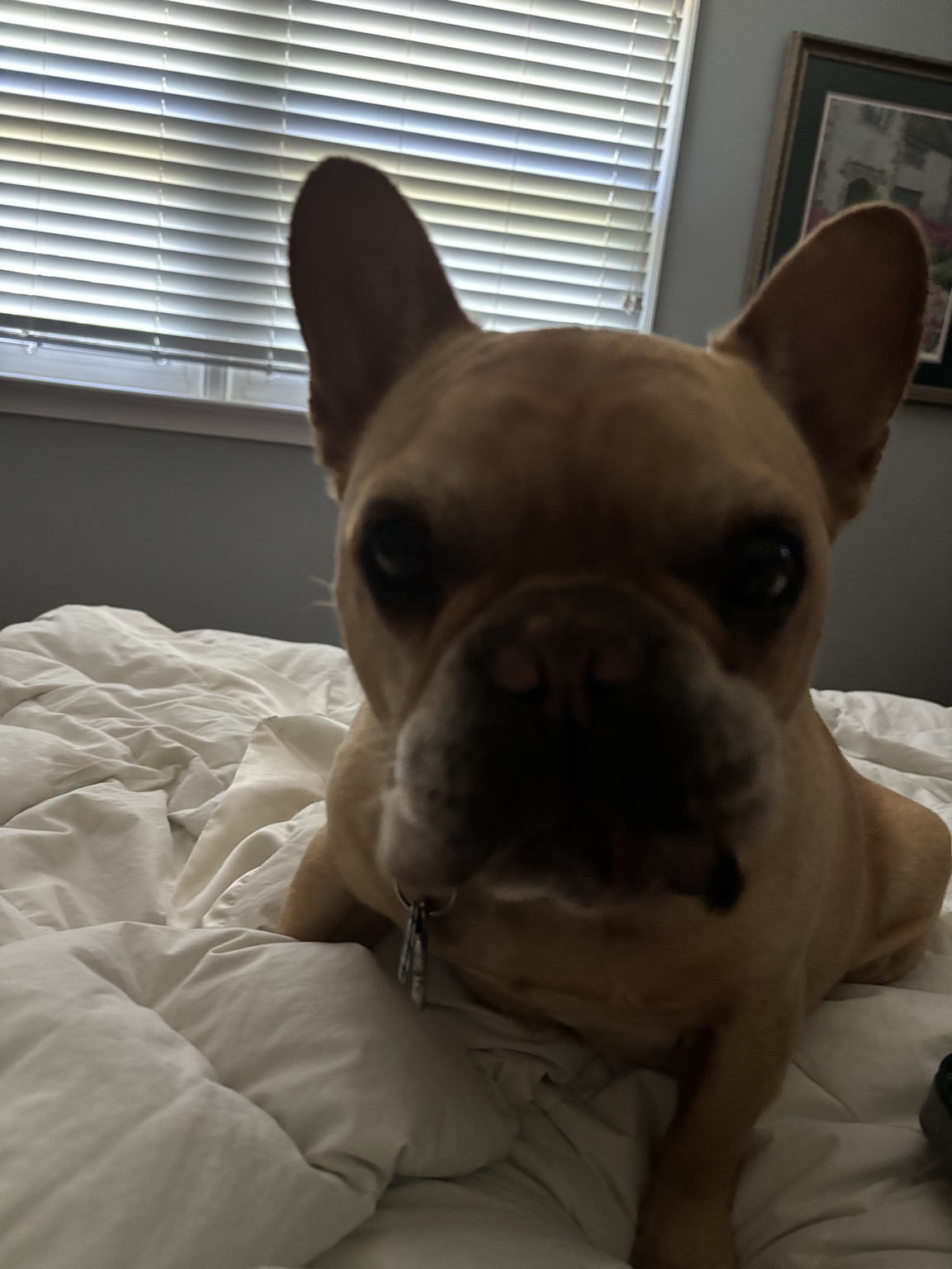 Happy dog enjoying in-home care