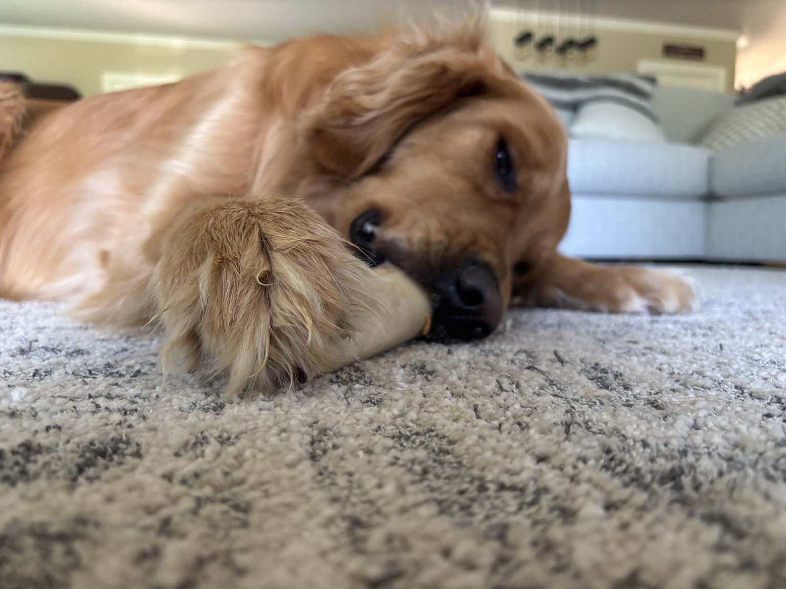 Dog resting comfortably during pet sitting