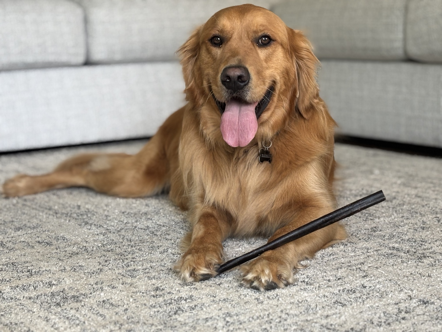 Dog enjoying one-on-one attention