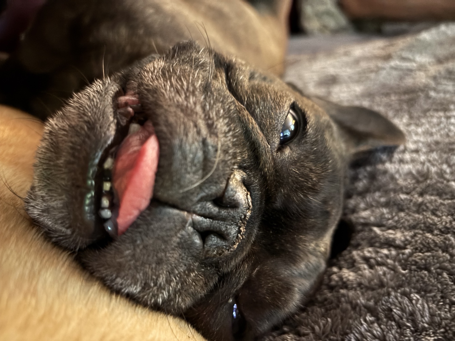 Dog relaxing on the sofa